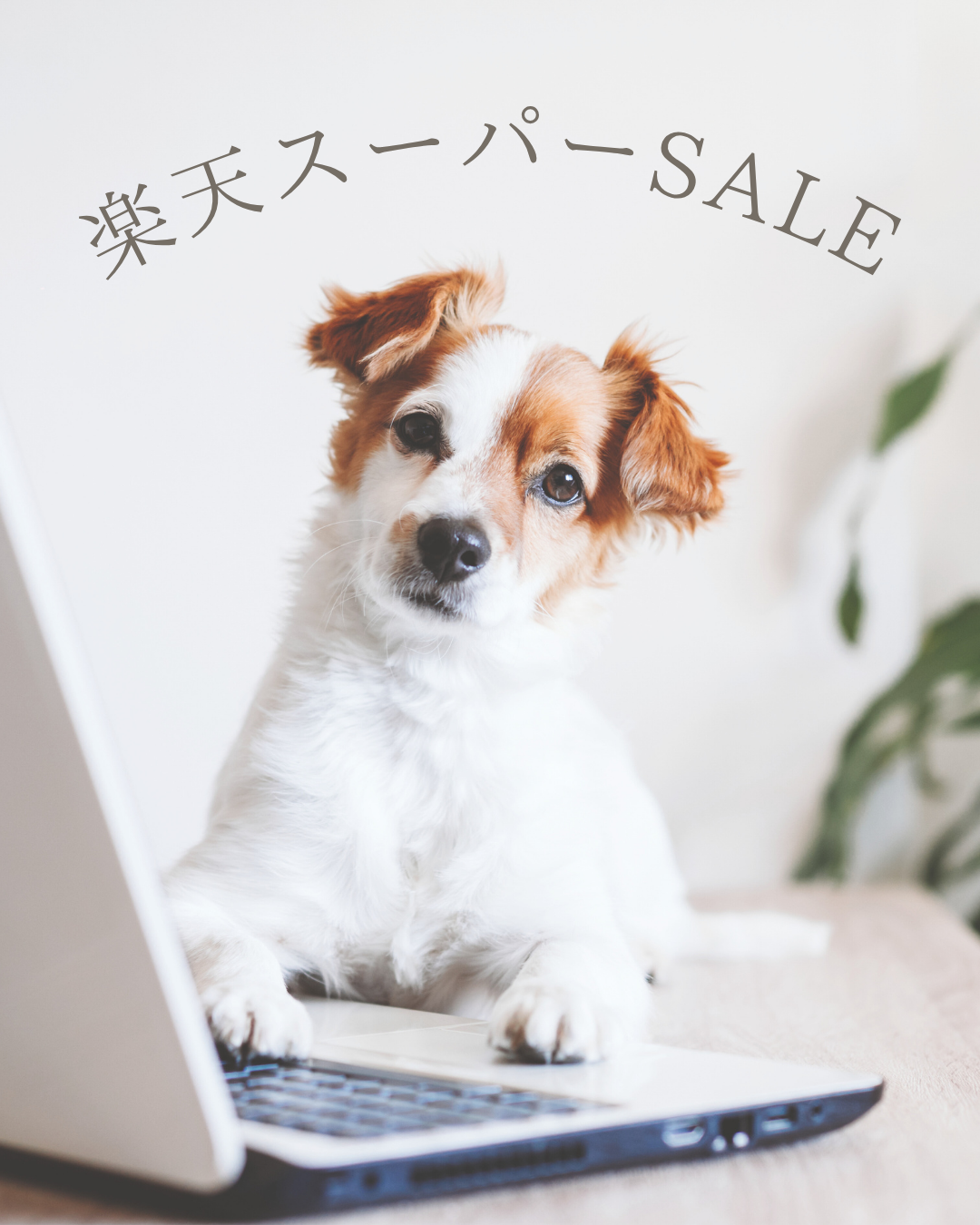 楽天スーパーSALE開催 mino Online Store